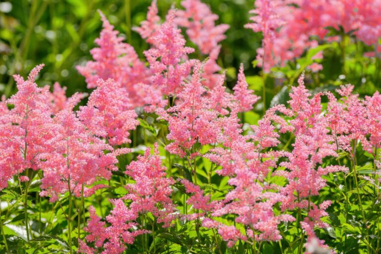 astilbe