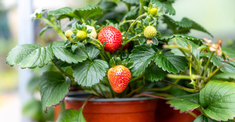 strawberries (featured image)