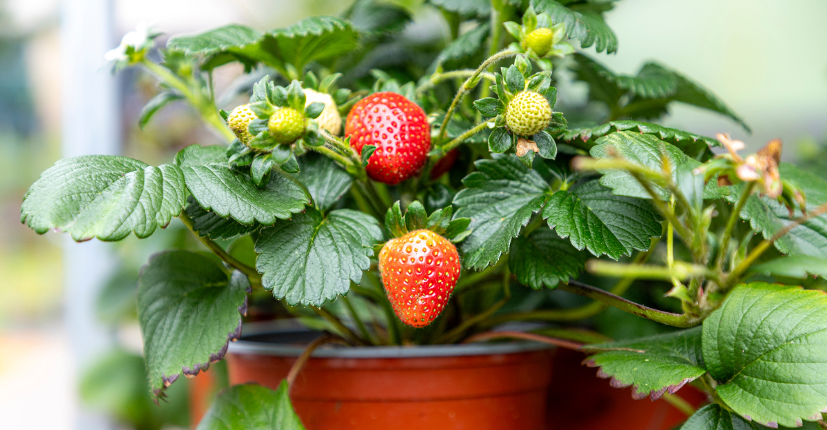strawberries (featured image)