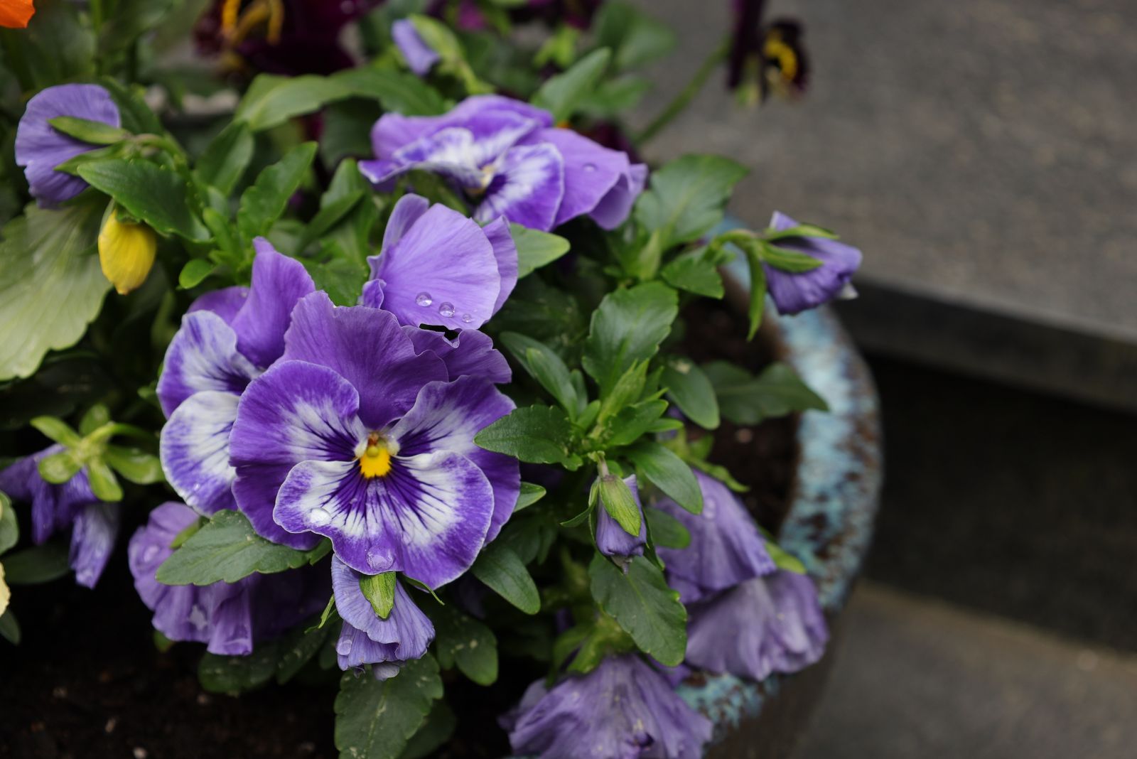 pansies in container