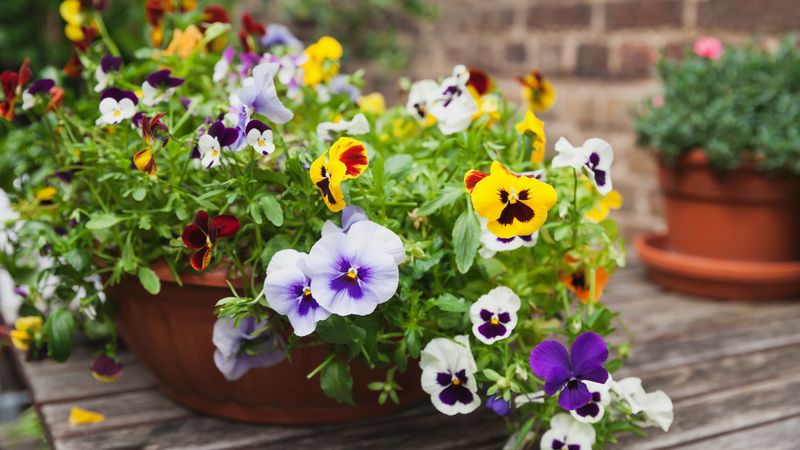 Pansies