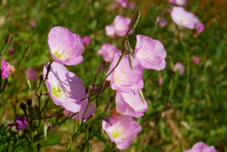 evening primrose