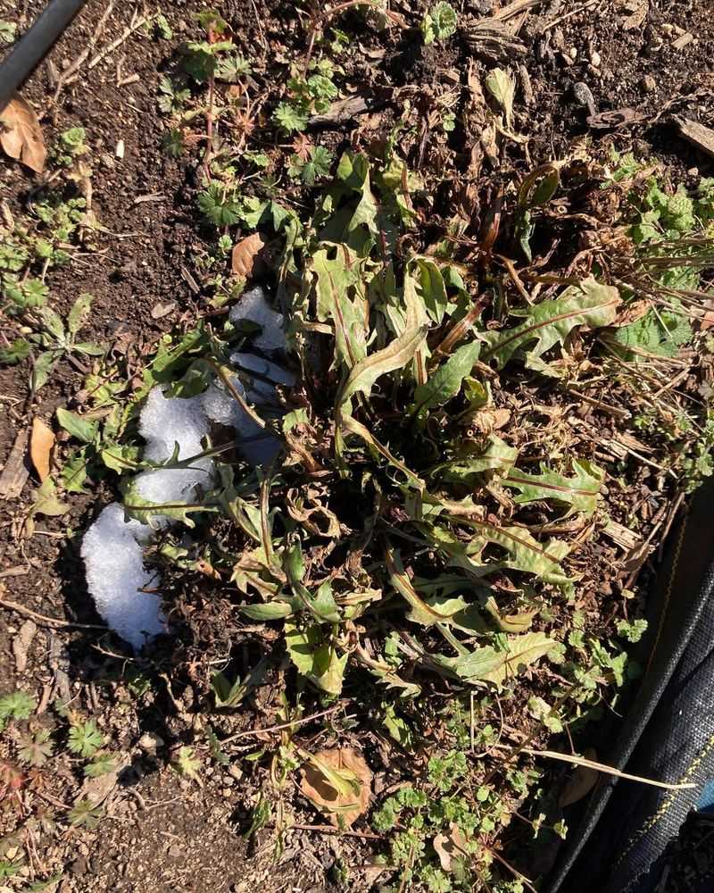 No New Growth Weeks After Temperatures Warm