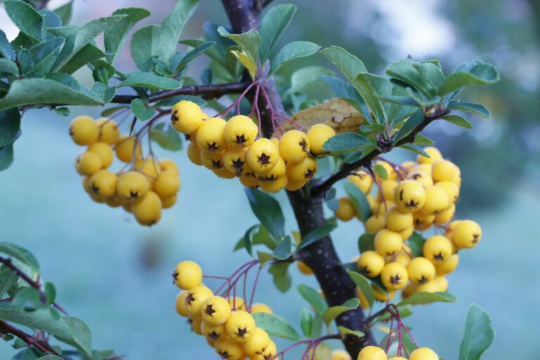 yellow berry tree