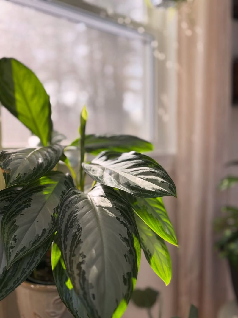 Check Light Levels And Adjust Placement