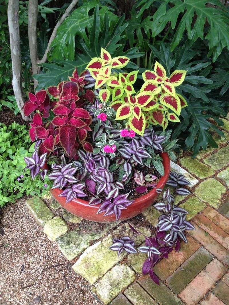 Coleus Pairs Perfectly With Wandering Jew In Georgia's Humid Shade