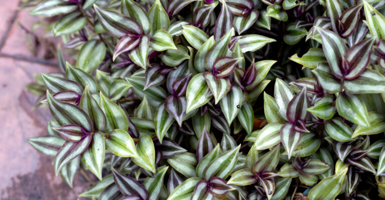 wandering jew (featured image)
