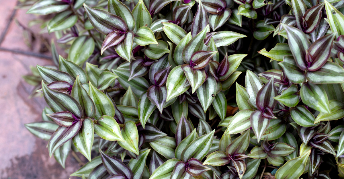 wandering jew (featured image)