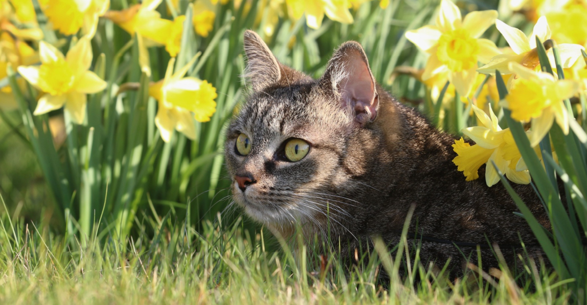 cat near daffodils