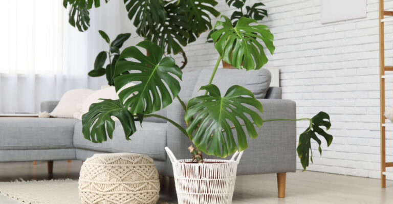 monstera deliciosa