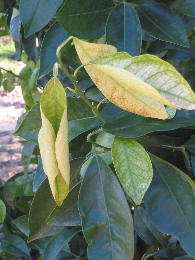 Check For Living Growth Before Taking Action