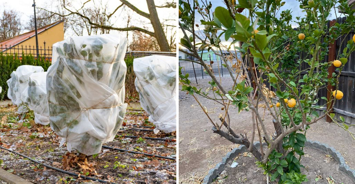 covered citrus tree and fruiting