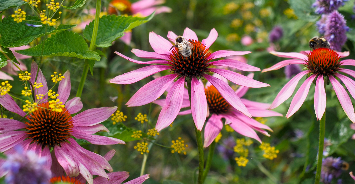 coneflower (featured image)
