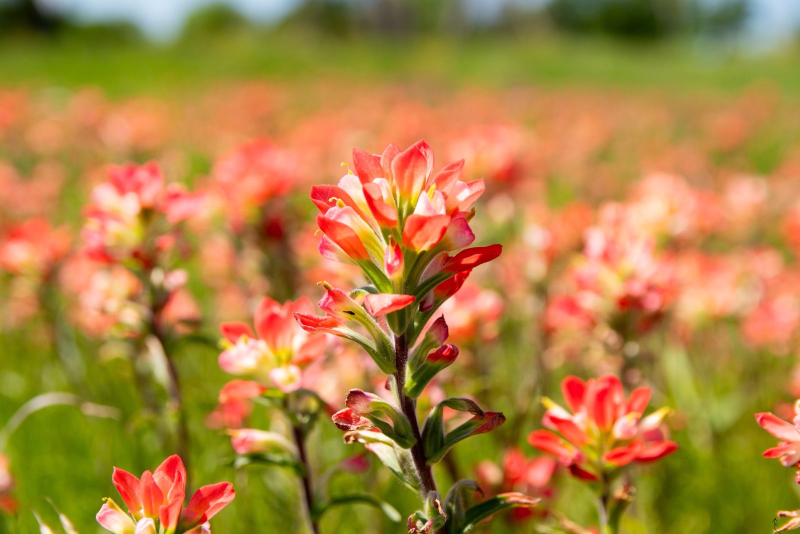texas paintbrush