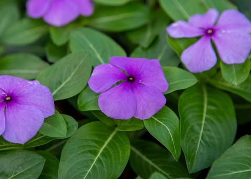 Wait Until Soil Temperatures Stay Warm Before Planting