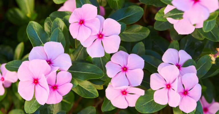 vinca plant (featured image)