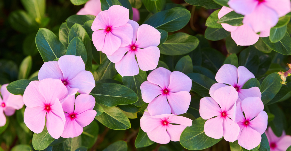 vinca plant (featured image)