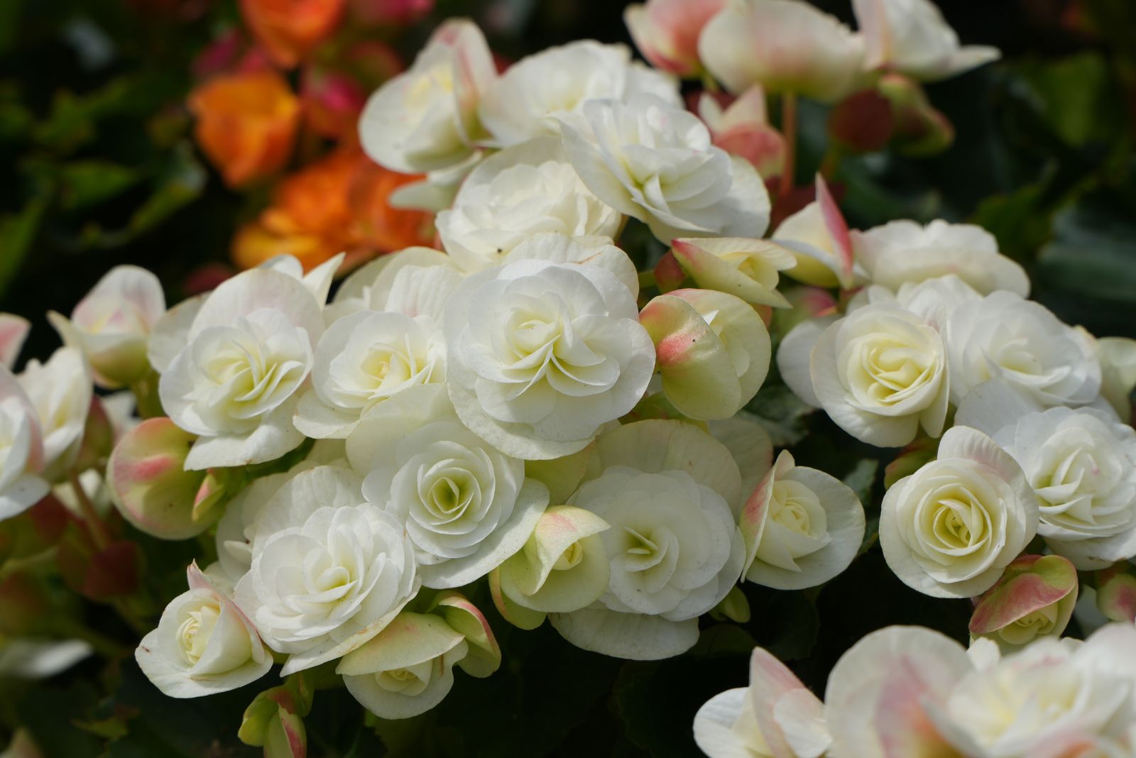 begonias in bloom