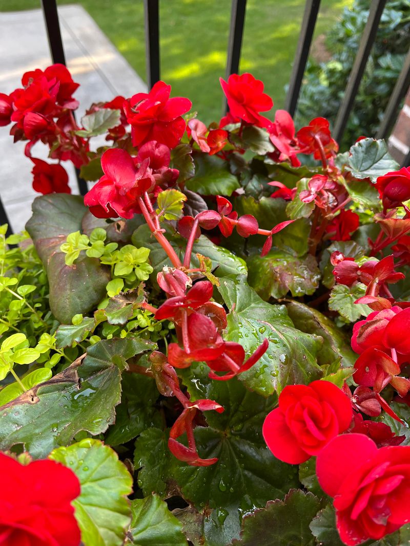 Give Them Bright Light