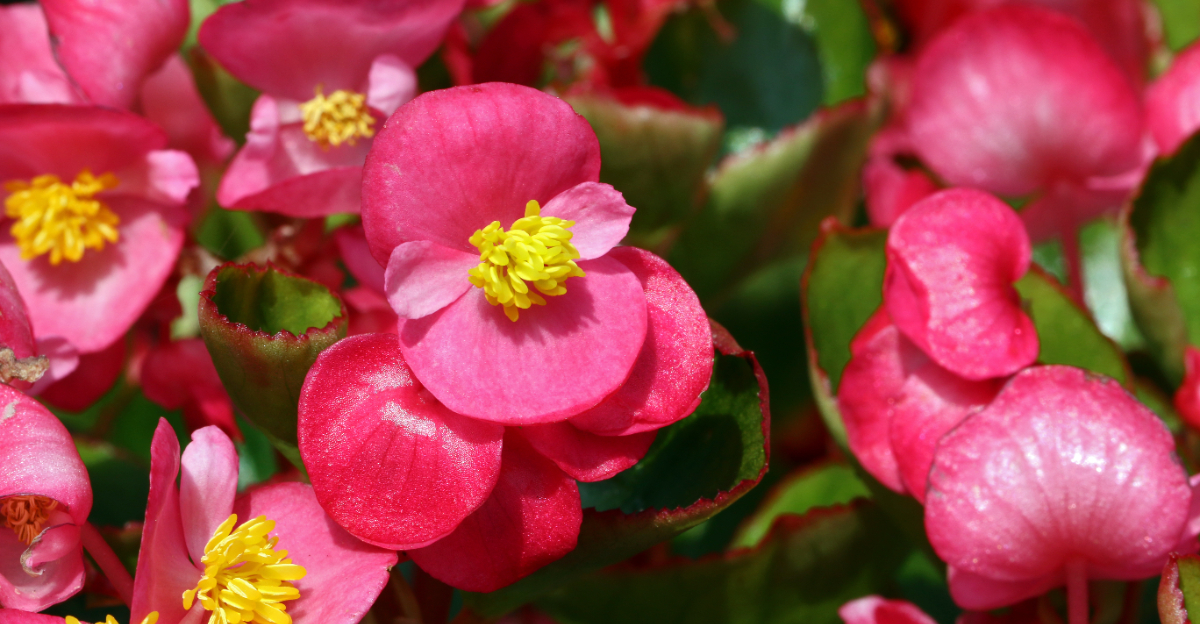 begonia