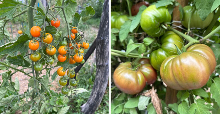 8 Tomato Varieties That Grow Strong In Arizona’s Desert