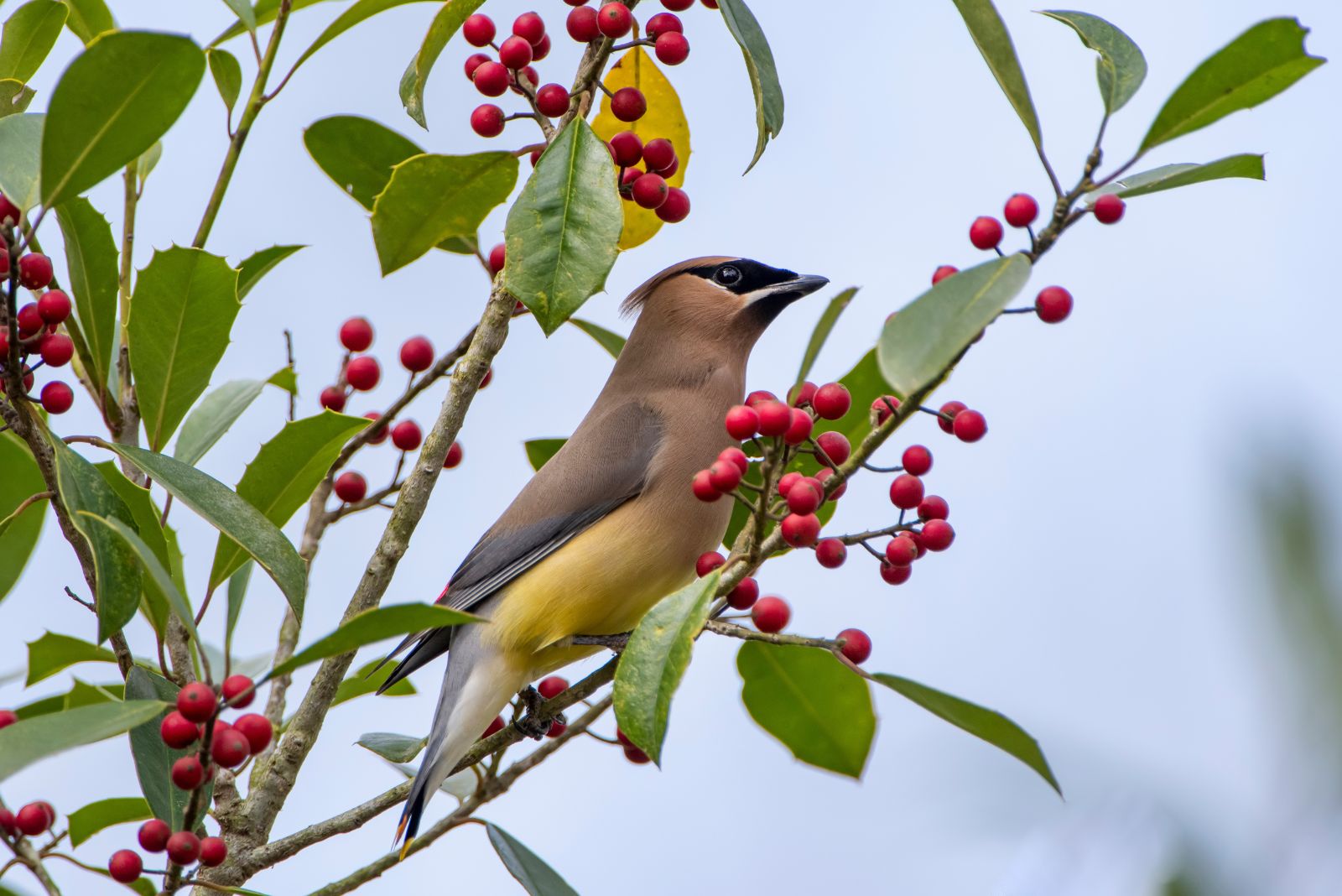 bird on american holly