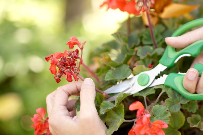 Deadheading Regularly Keeps Blooms Coming