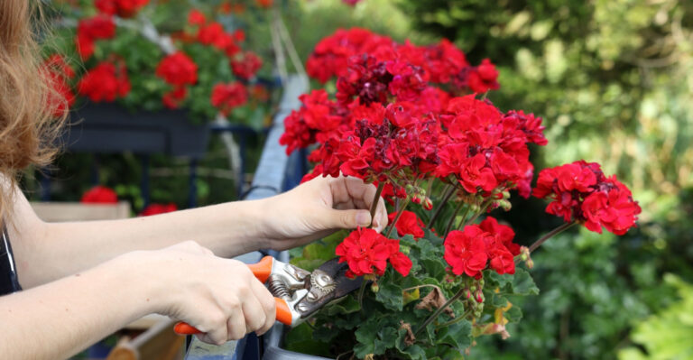 deadheading geraniums