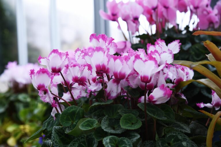 cyclamen