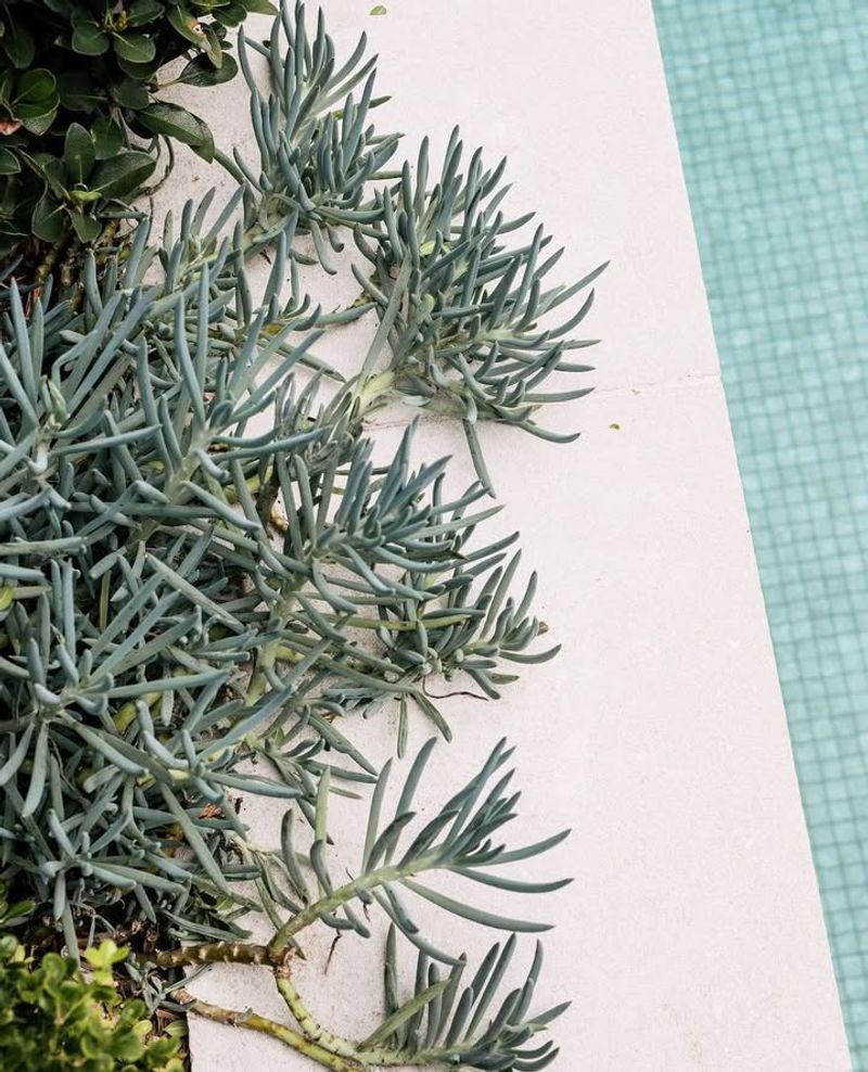 Gray Ice Plant Spreads Fast And Handles Intense Desert Sun