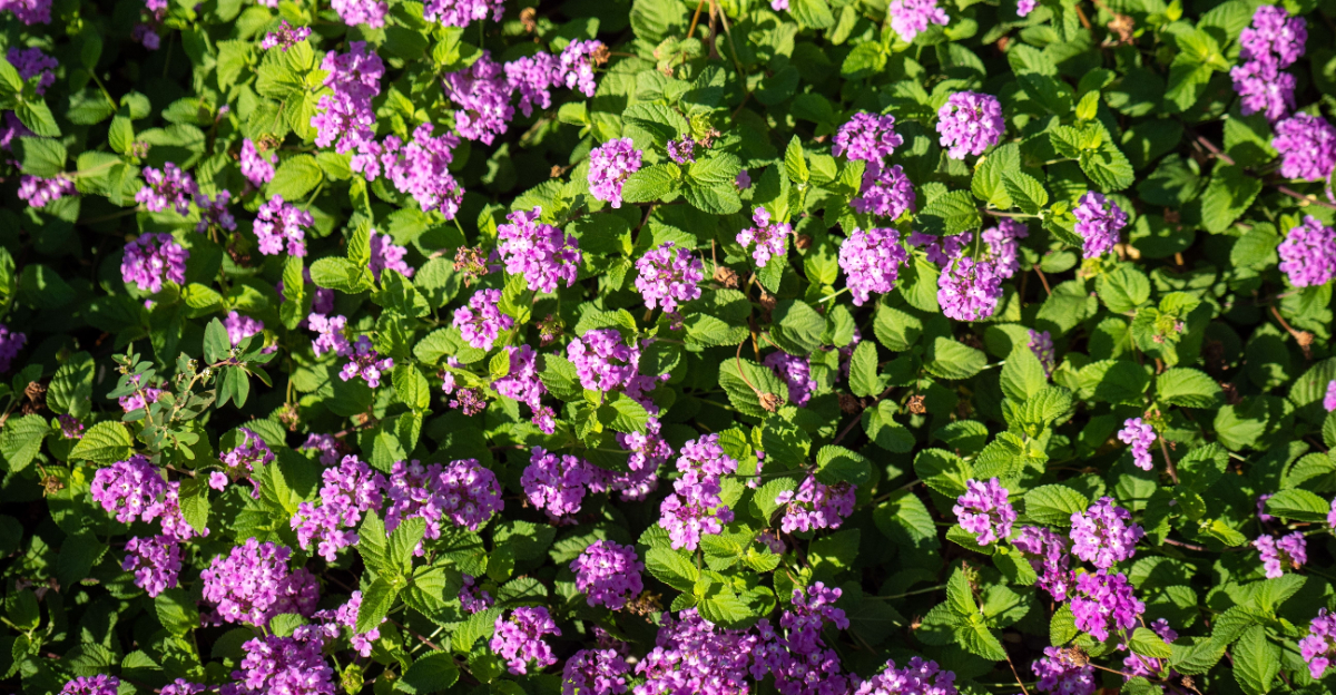 trailing lantana (featured image)
