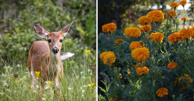 8 Ways To Stop White-Tailed Deer From Destroying Your Georgia Garden