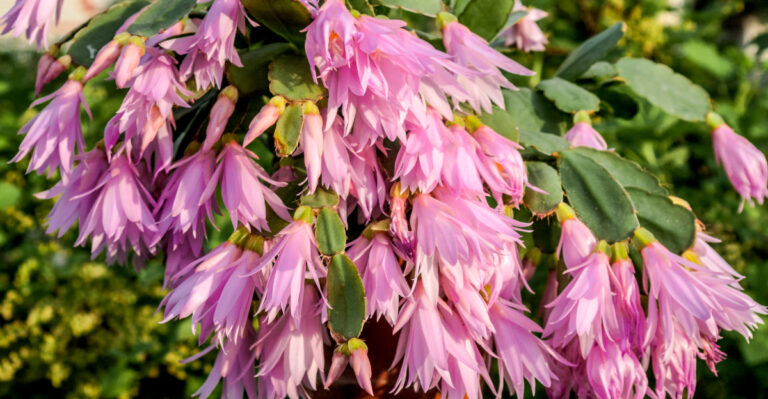 pink easter cactus