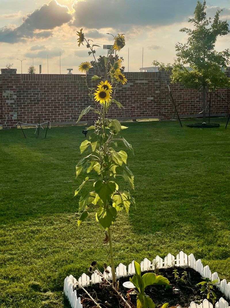 9. Sunflowers (Helianthus annuus)
