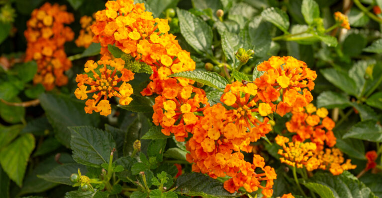 lantana (featured image)