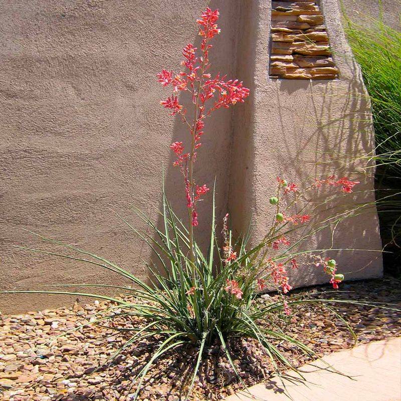 Red Yucca Adds Sculptural Drama and Low Maintenance