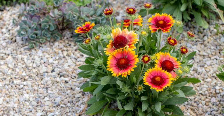 plant (featured image)