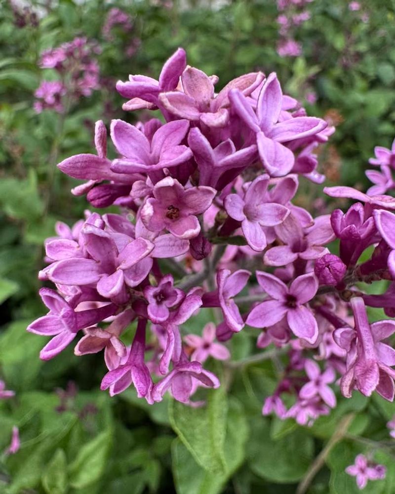 Lilac (Syringa Vulgaris)