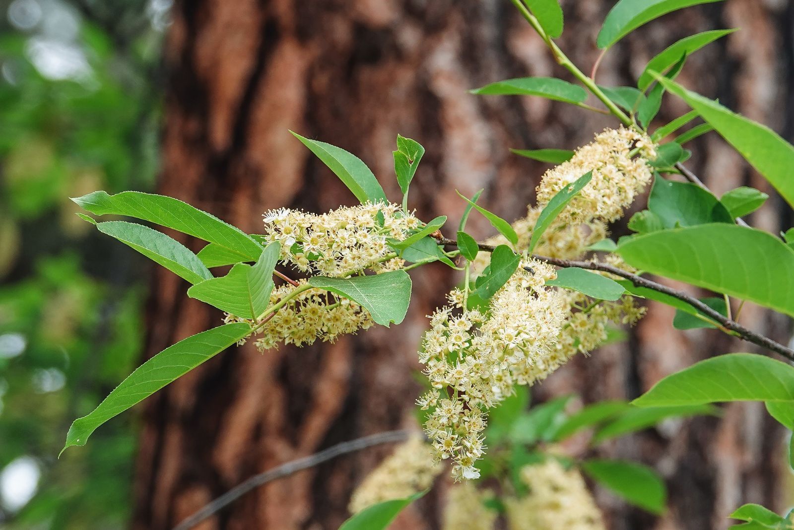 flowering white shrub