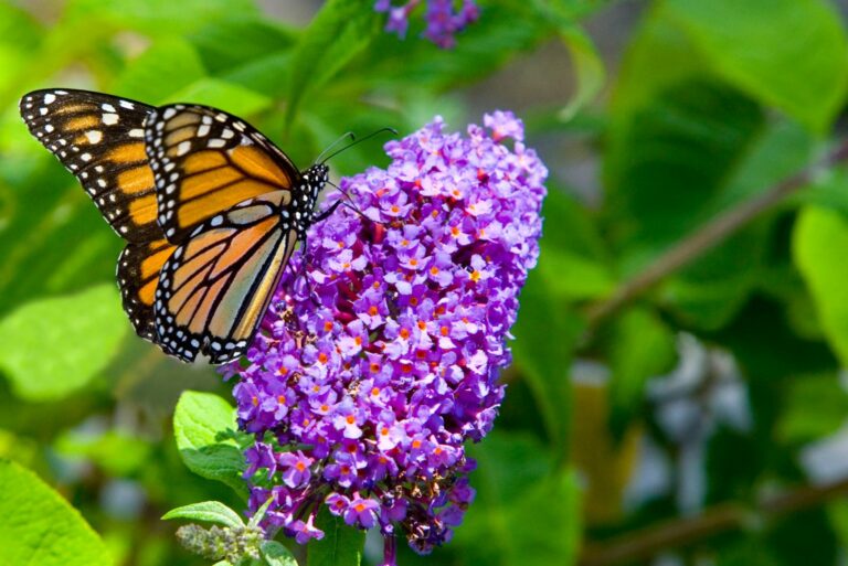 butterfly on flowering shrub