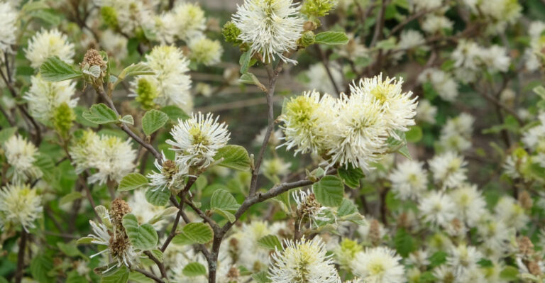 Mountain witch alder in flower