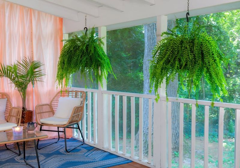 Boston Fern Brings Classic Southern Porch Charm