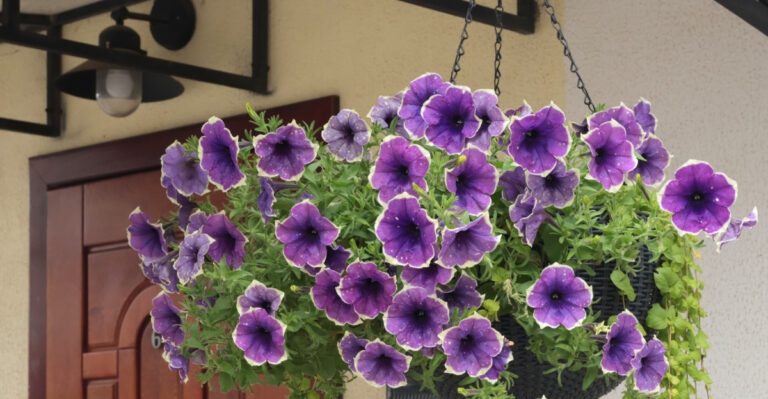 petunias (featured image)