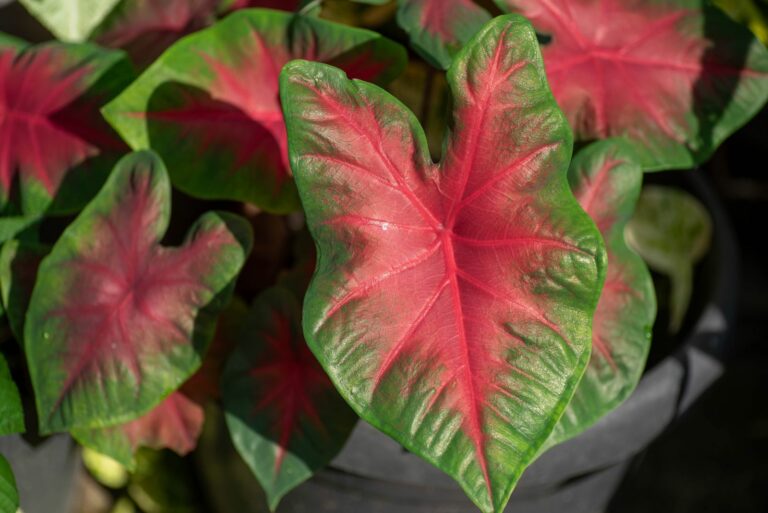 caladium