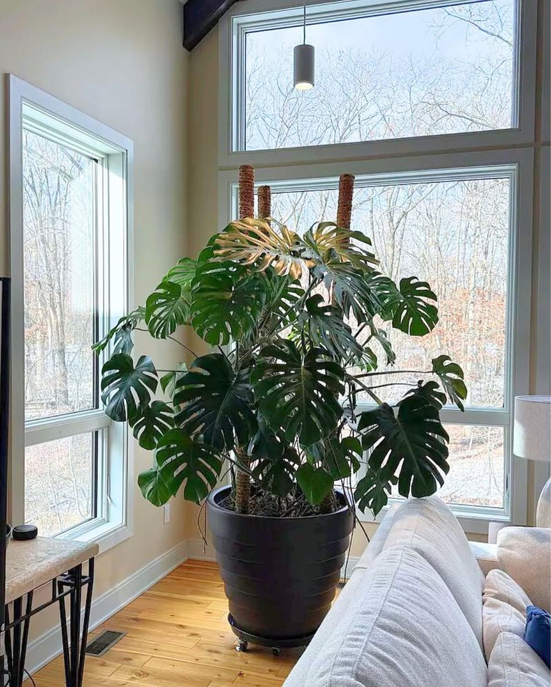 Monstera Deliciosa Produces Massive Split Leaves Indoors