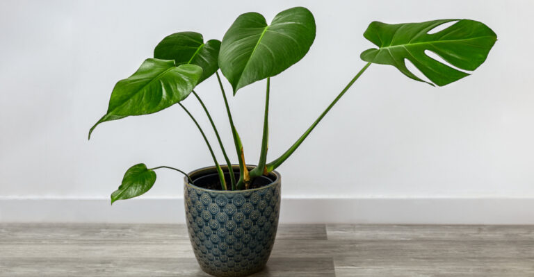 houseplant (featured image)