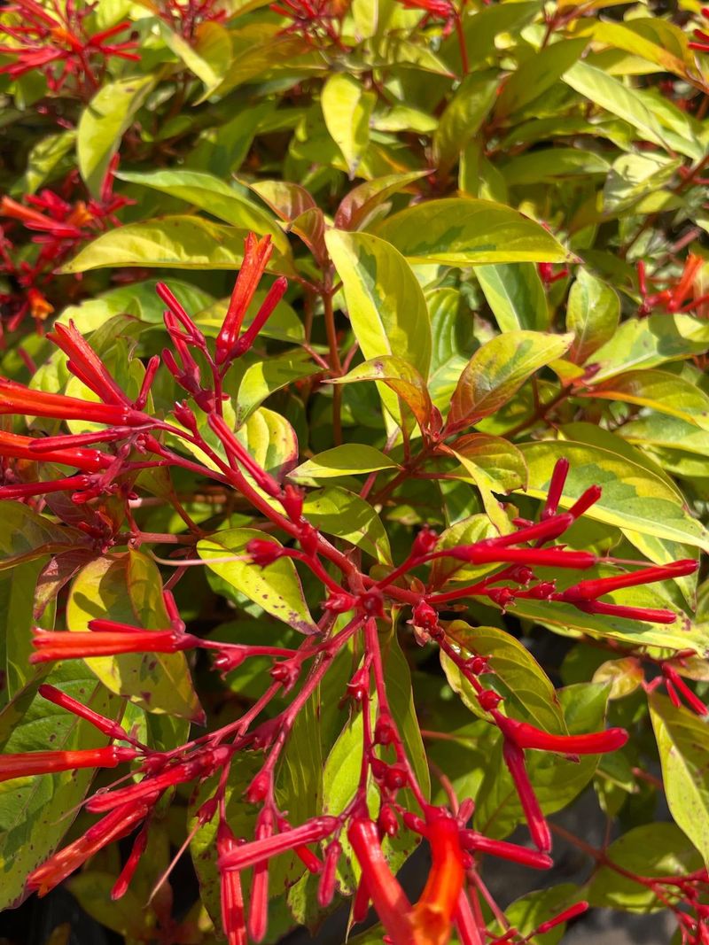Firebush Brings Easy Tropical Color