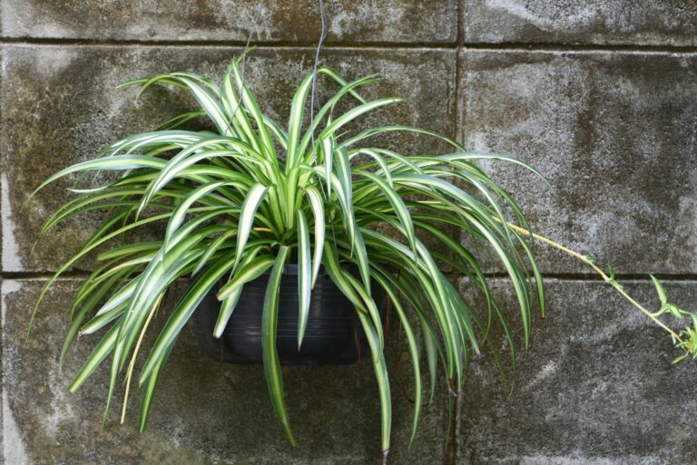 spider plant