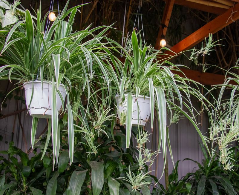 Provide Bright, Indirect Light