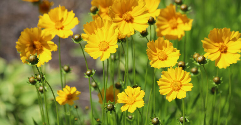 yellow coreopsis